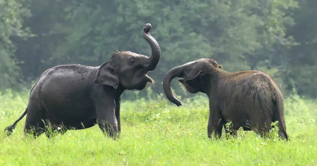 Zërat e padëgjuar të kafshëve: Si komunikojnë ato në mënyra që njeriu nuk i percepton
