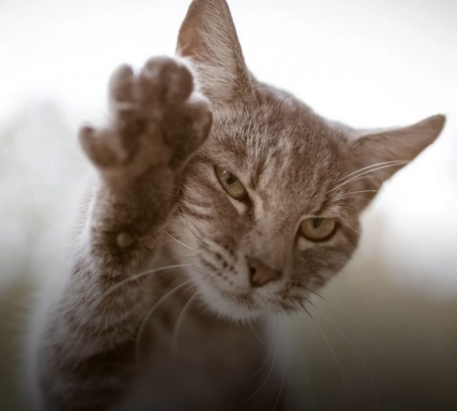 Ashtu si njerëzit, macet mund të përdorin më shumë putrat e djathta ose të jenë mëngjarashe
