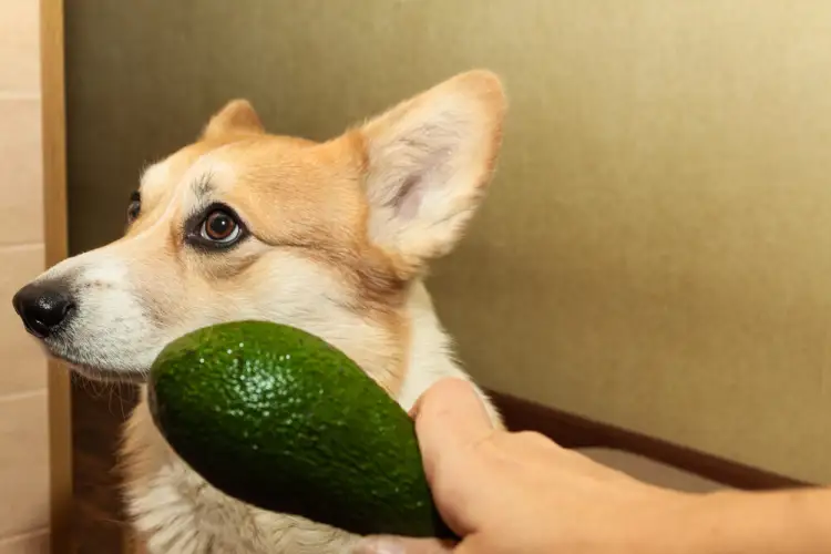 Çfarë ndodh nëse kafsha juaj shtëpiake ha avokado?