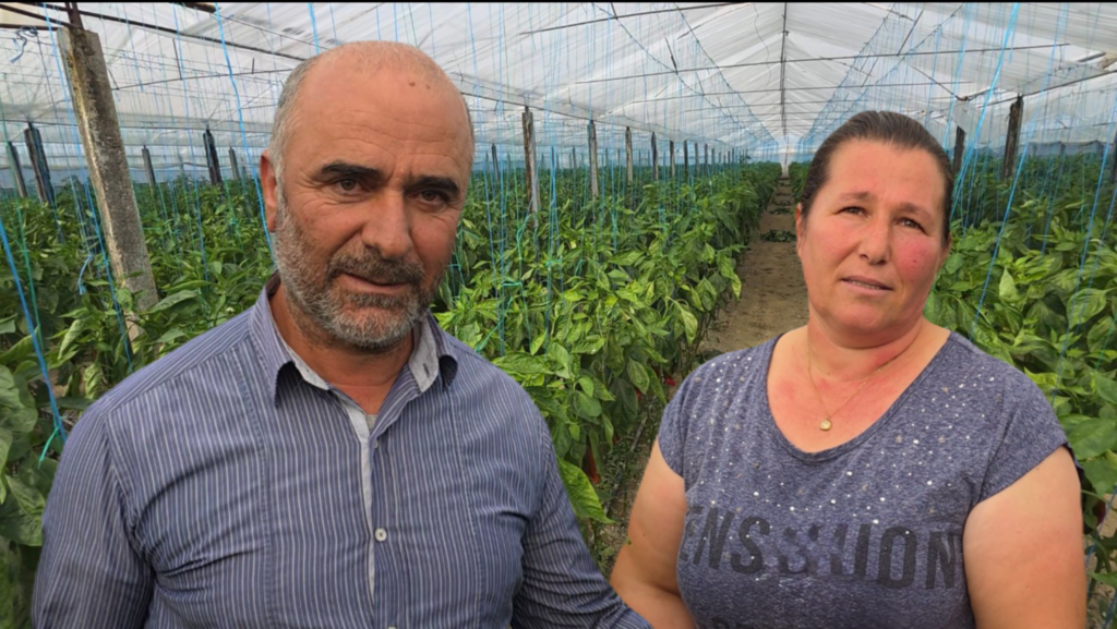 Çifti Ruko nga Roskoveci: Një shembull suksesi në prodhimin bio të perimeve