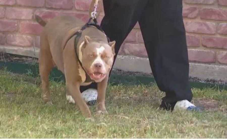 E rëndë në Greqi, pit bulli sulmon për vdekje fëmijën 18 muajsh të shqiptarit, po luante në oborrin e shtëpisë