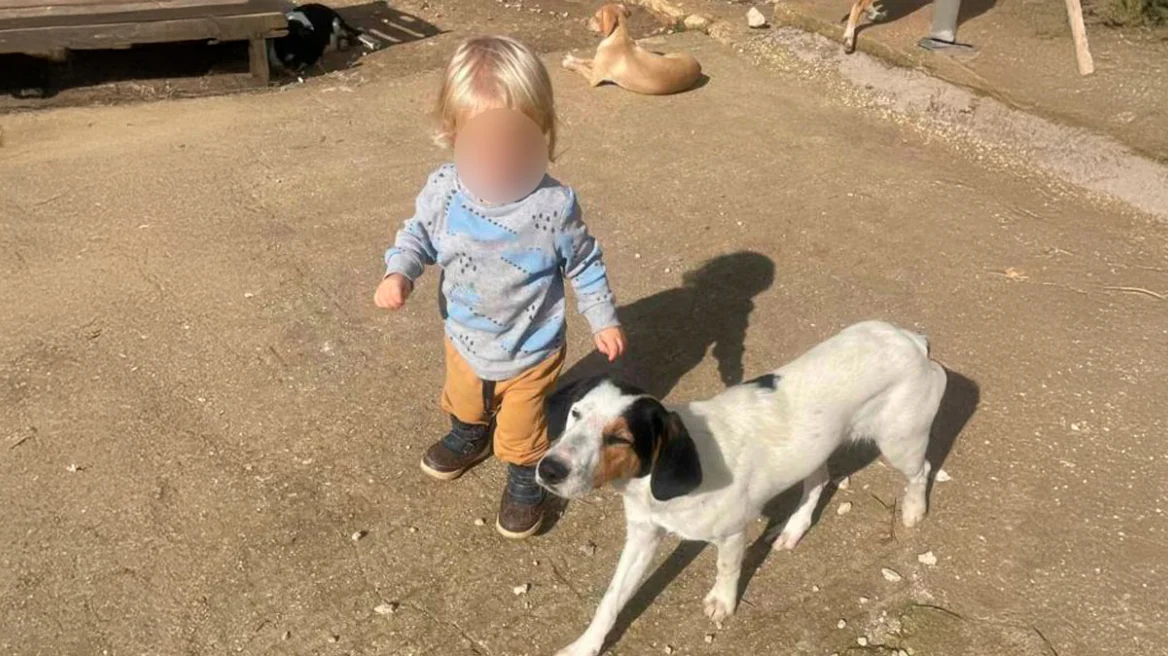 Fëmija u sulmua për vdekje nga pitbulli, i jepet nesër lamtumira e fundit 2- vjeçarit shqiptar