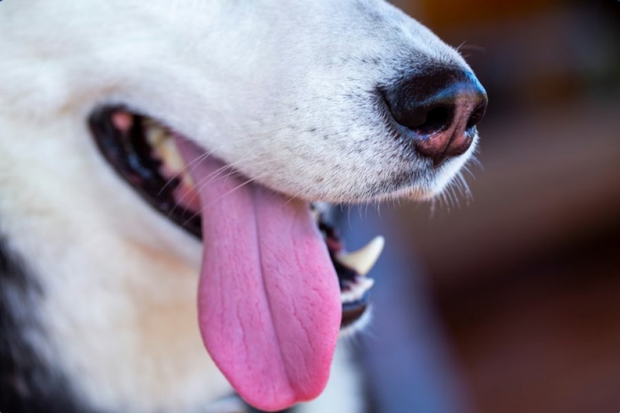 FOTO/ Një qen nga Oklahoma theu rekordin Guinness për gjuhën më të gjatë