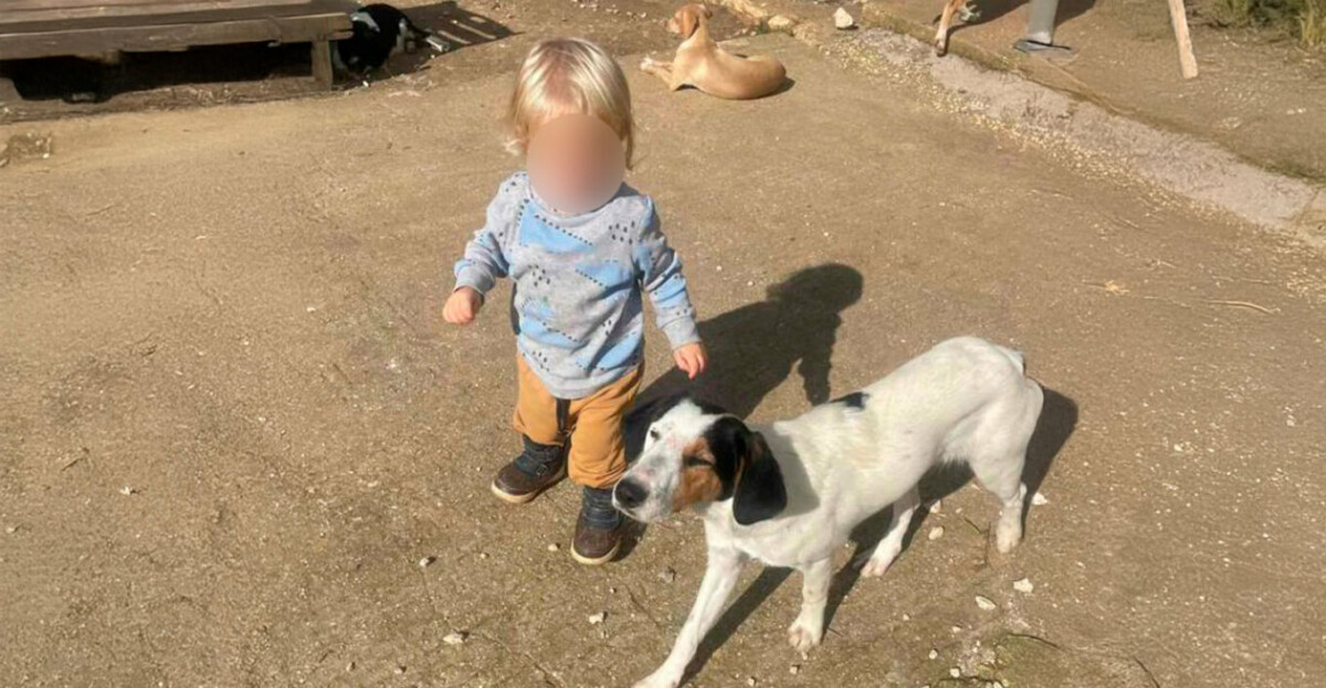 FOTO/ U sulmua për vdekje nga qeni pitbull, ky është 2-vjeçari shqiptar që humbi jetën, para 10 ditësh…