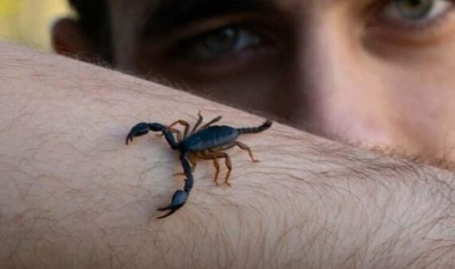 Helmi i akrepit mund të përdoret për të trajtuar tumoret e kancerit të gjirit