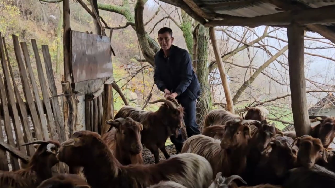 Jeta mes kafshëve/ Fermeri që ruan blegtorinë autoktone në malet e Kukësit: Kam rritur fëmijët dhe kam bërë shtëpinë më këtë punë