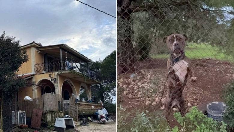 ‘Më mori fëmijën’, babai i 2-vjeçarit flet pas sulmit vdekjeprurës nga qeni pitbull: Djali më pa, më buzëqeshi dhe…
