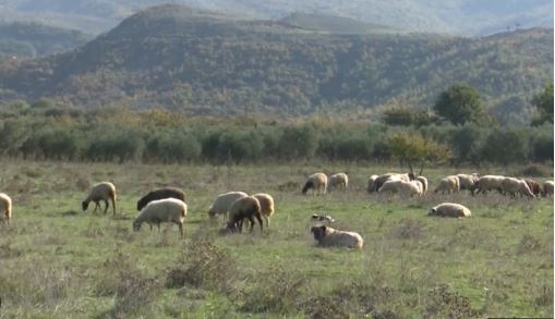 Ngjarje e pabesueshme në Peqin: I moshuari helmon tokën dhe vret 12 bagëti