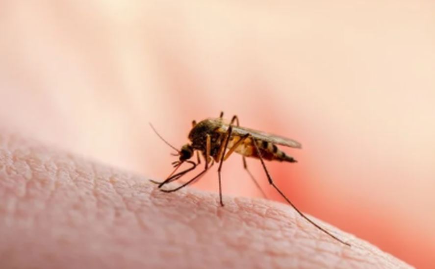 OBSH/ Shkurtimi i fondeve për malarjen rrezikojnë rikthimin e sëmundjes