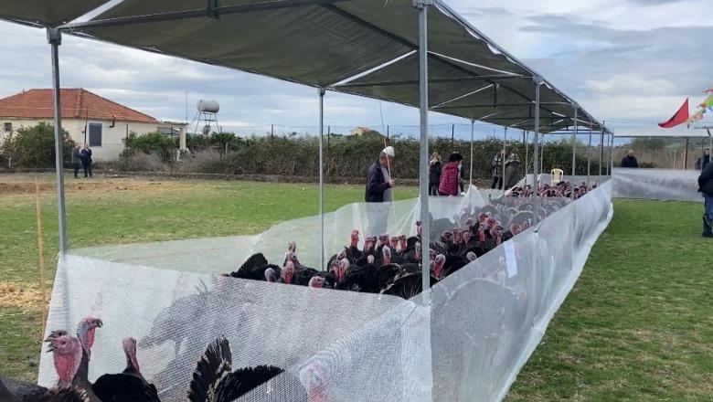 Panairi tradicional i Gjelit të Detit në Peqin, fermerët: S’ka subvencione nga shteti, importet po na dëmtojnë