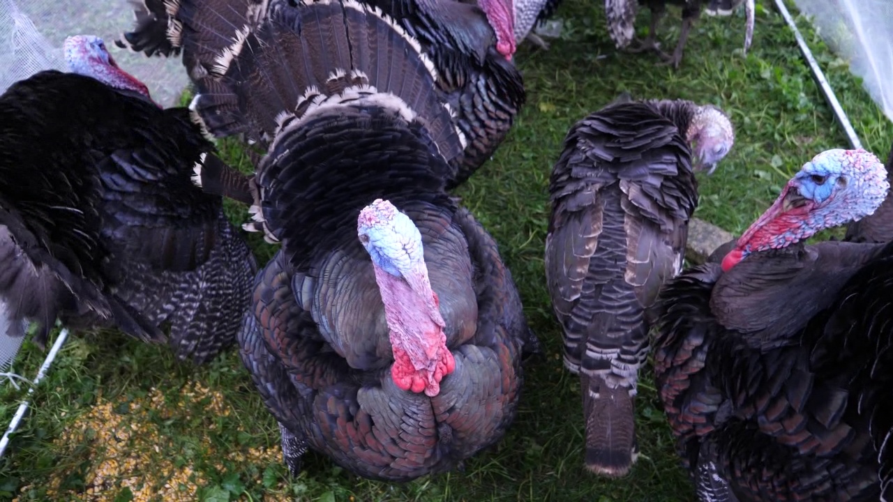 “Parada” e Gjelit të detit/ Parakalimi i përvitshëm në Peqin, fermerët ankohen për mungesën e tregut