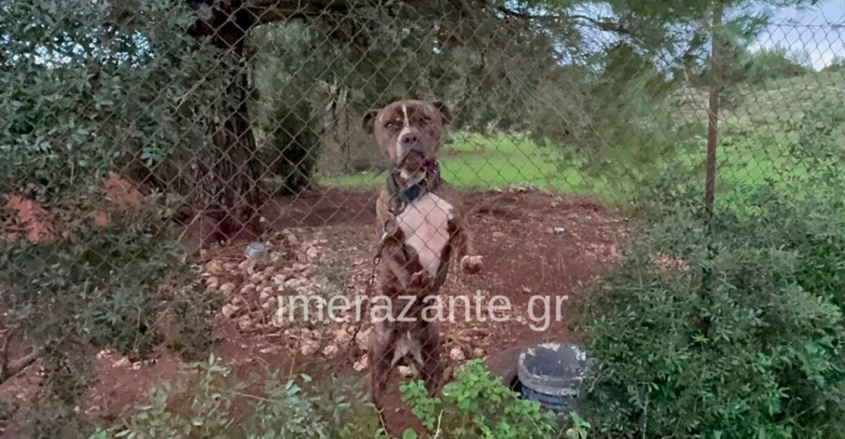 Plagë në fyt dhe trup/ 2-vjeçari që u sulmua nga qeni pitbull, autoritetet greke marrin në shqyrtim nëse…(VIDEO)