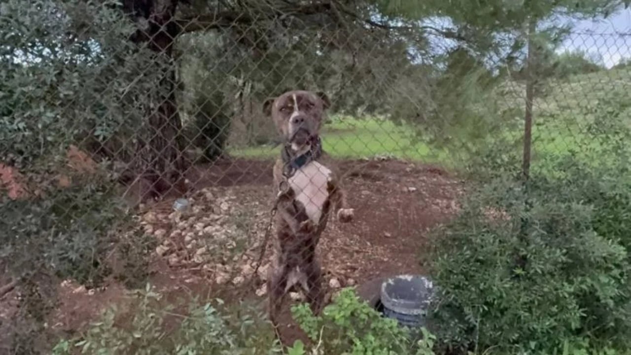 Qeni sulmoi për vdekje 2-vjeçarin shqiptar/ Autoritetet dërgojnë pitbullin në dhomat e strehimit të kafshëve, rrezikon të vritet nga…