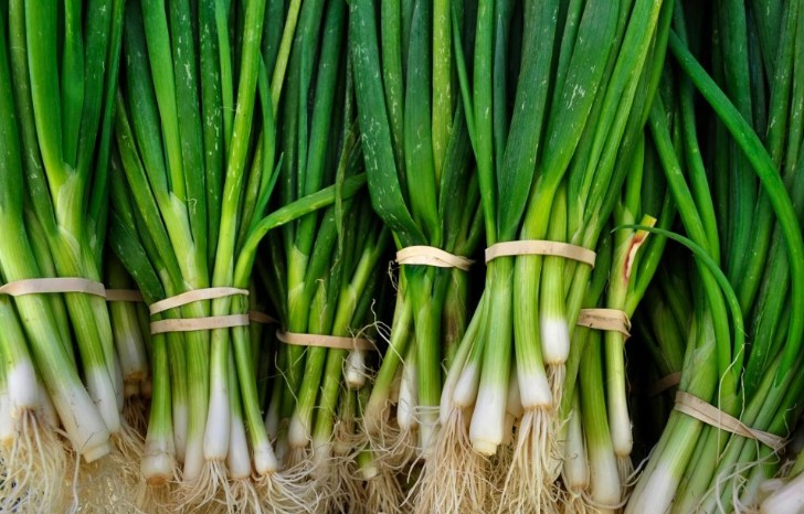 Qepët e njoma! Si t’i përdorni për shëndetin e organizmit