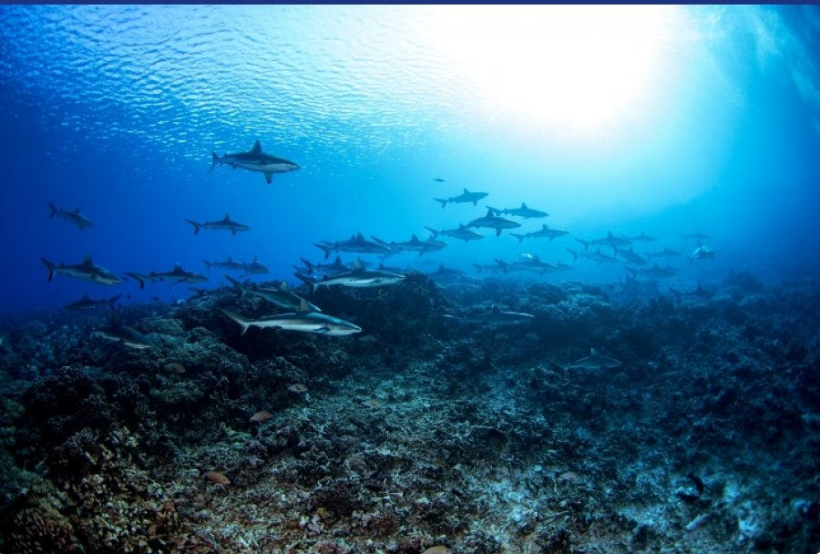 Qindra peshkaqenë filmohen duke u ushqyer me peshq në Australinë lindore