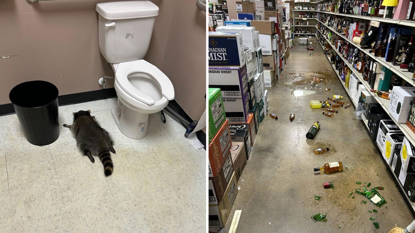 Rakuni hyn në një punishte vere në Virxhinia, dehet dhe humb ndjenjat në banjo, shihni fotot