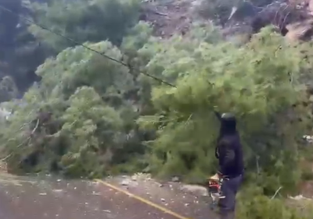 Rrëzohet pema në mes të rrugës në Radhimë, bllokohet qarkullimi i mjeteve