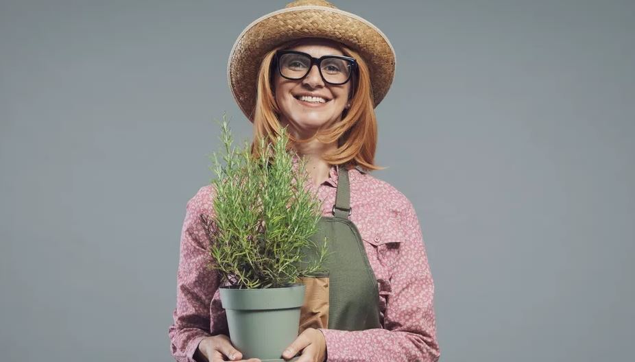 Sëmundja e Alzheimerit, ja bima aromatike që përmirëson kujtesën dhe lufton inflamacionin