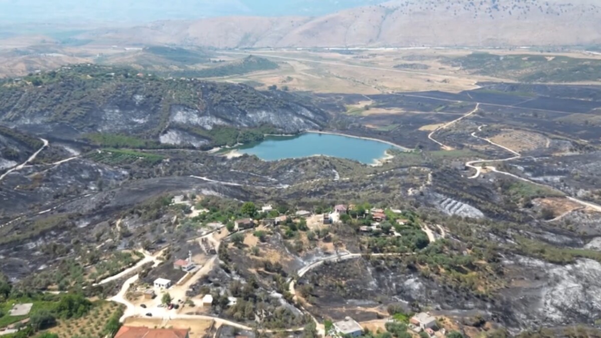 Sezon i dobët për ullirin/ Ankohen fermerët: U dëmtuam nga zjarret, përmbytjet dhe ndryshimet klimatike