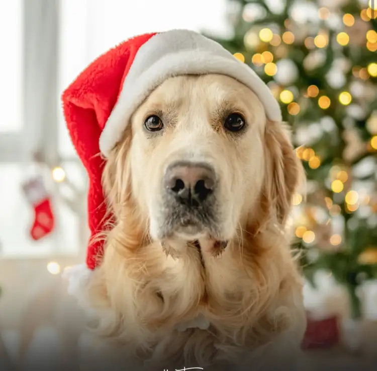 Shkenca thotë: Kënga ‘Last Christmas’ i shkakton ankth dhe stres qenve