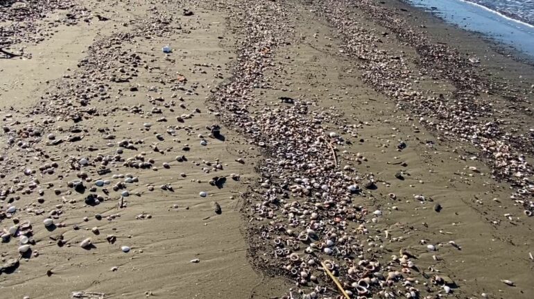 Situatë alarmante/ Katastrofë mjedisore në brigjet e Adriatikut, dhe plazhet e Divjakës, të mbuluara nga mbetjet