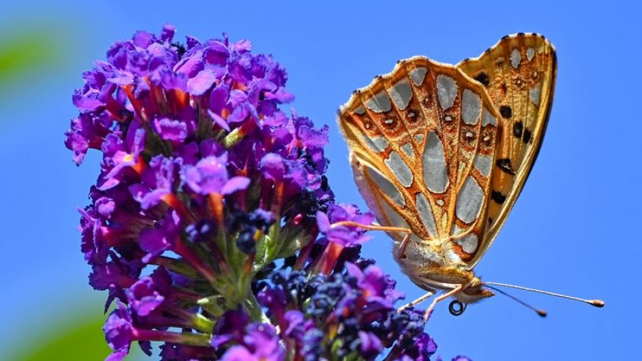 Sprejet kundër insekteve zvogëlojnë numrin e spermatozoideve dhe vrasin bakteret e mira të zorrëve