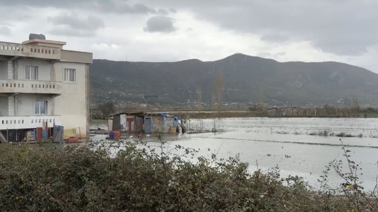 Tokat e përmbytura/ Një javë nën ujë, fermerët në Lezhë: Dëme kolosale, nuk mund t’i mbjellim