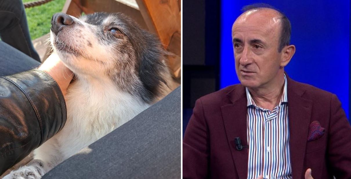 U dhunua dhe u hodh në plehra, Dashnor Sula i vjen në ndihmë qenushes në Shkodër, e adopton