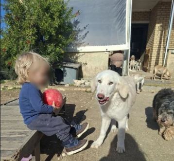 U vra nga qeni pit bull, rrëfimi prekës i nënës: Qeni u frikësua nga të shtënat e gjuetarëve dhe sulmoi fëmijën tim…