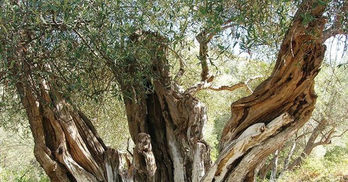 Ullinjtë e moçëm të Shqipërisë, mes historisë dhe turizmit