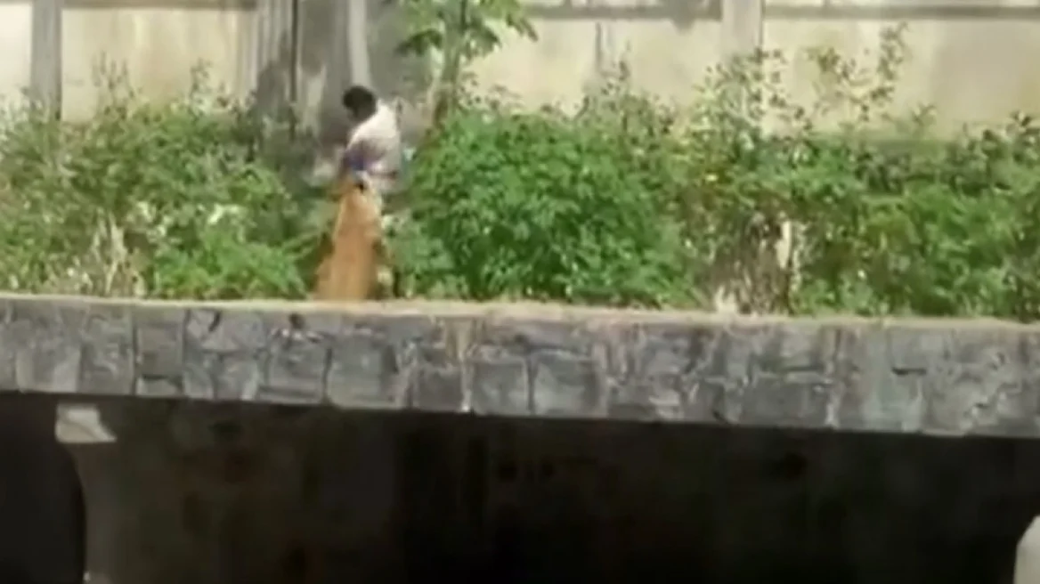 Video/ U hodh nga muri brenda kopshtit zoologjik, luani sulmon për vdekje të riun