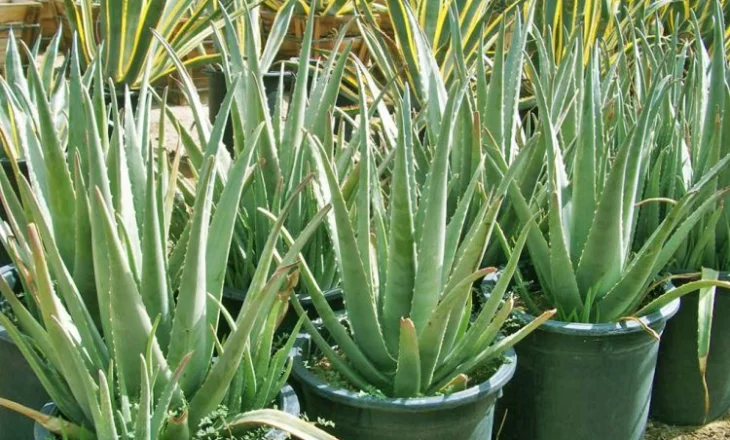 Aloe vera e shtëpisë – Shëruesja çudibërëse e problemeve me flokët dhe zbokthin