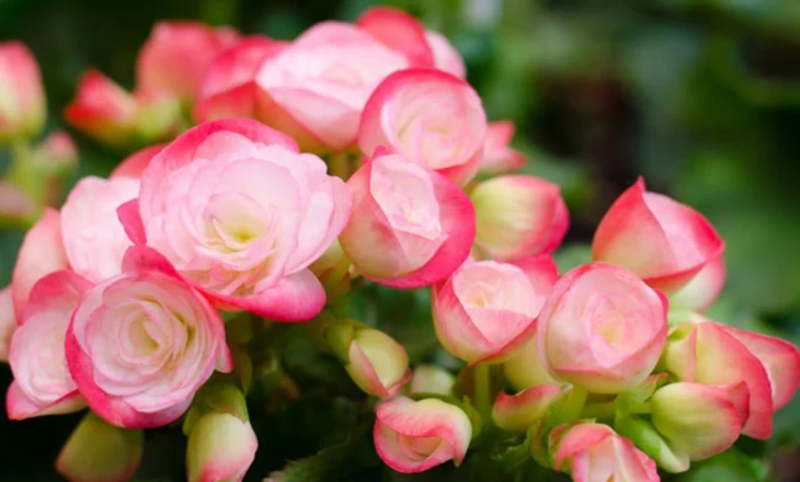 Begonia e Shqipërisë, vlerat medicinale