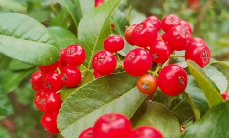 Boronica e kuqe/ Fruti që ju ndihmon kundër peshës së tepërt