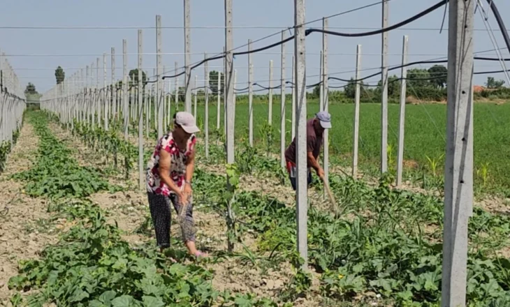 Fermerët braktisin drithërat/ Dikur hambar i Myzeqesë, Libofsha e kthen vëmendjen te vreshtaria