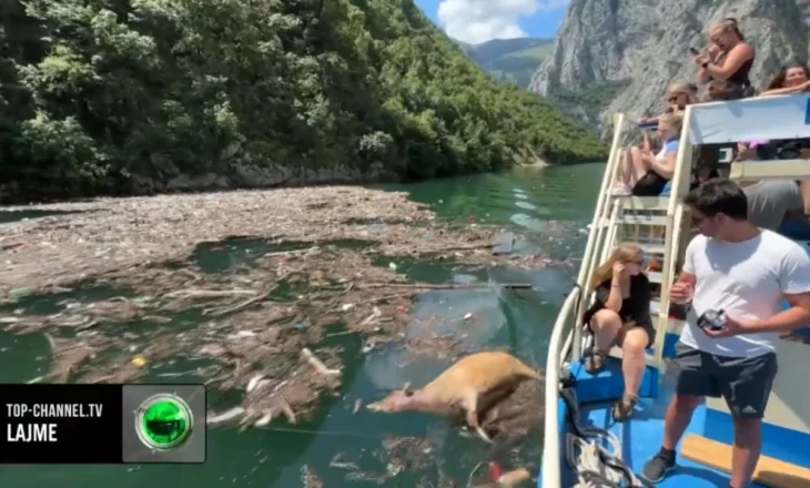 Kafshë të ngordhura dhe mbetje plastike në liqenin e Komanit, situata alarmante! Turistët të shokuar: Duhet të ndaloni…