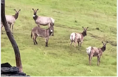 Video / Gomari i arratisur nga ferma gjendet duke jetuar në botën e egër në krye të tufës së drerëve (fotot)