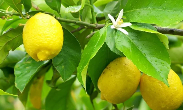 Vlerat e një limoni në ditë për organizmin