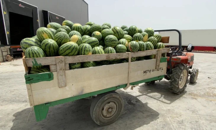 Amid mass production of watermelon, farmers in Divjaka complain that the purchase price is half what was expected