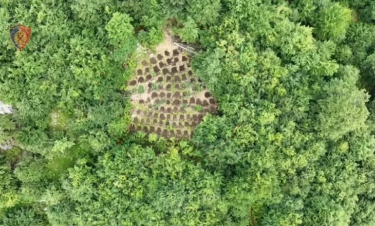 “Clean Territory” police operation destroys 6,201 cannabis seedlings and plants, 29-year-old is handcuffed