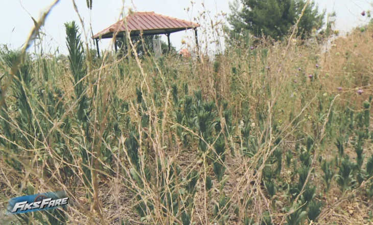 Fiks Fare/ Varrezat e fshatit Skrevan mbuluar nga bari e plehrat, lartësia shkon deri në dy metra