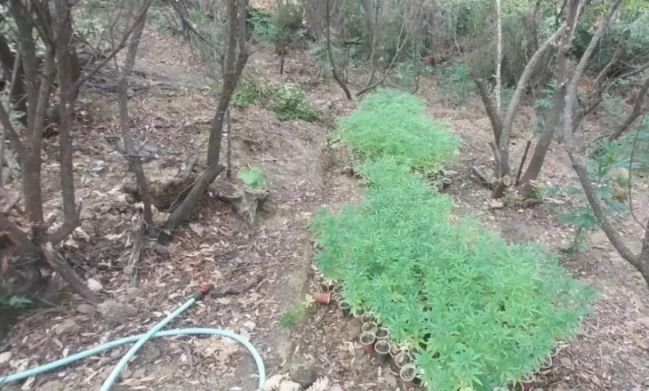 FOTOT/ Zbulohet plantacion i madh me cannabis në kufirin greko-shqiptar