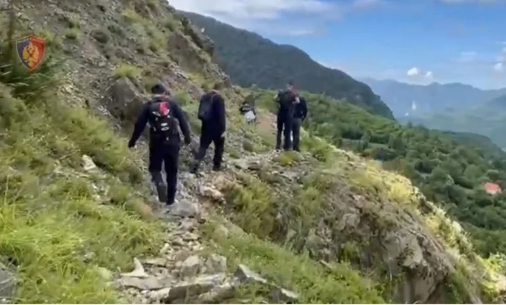 Kontrolle nga ajri, gjenden mbi 14 mijë bimë kanabisi në katër zona të qarkut Shkodër