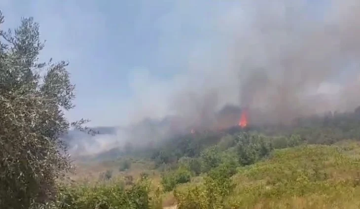 Përfshihen nga flakët plantacione me pemë në Berat, ndërhyrja e zjarrfikësve shmang përhapjen e zjarrit drejt banesave. Ja si paraqitet situata