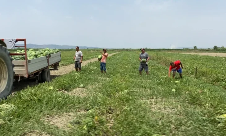 Shalqiri mbetet në arë! Fermerët e Imshtës: Nuk mund ta shesim nën kosto, rrezikojmë të falimentojmë!