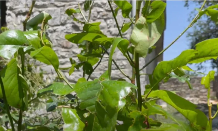 Sudden hailstorm severely damages farmers produce in Kolonja, in southeastern Albania