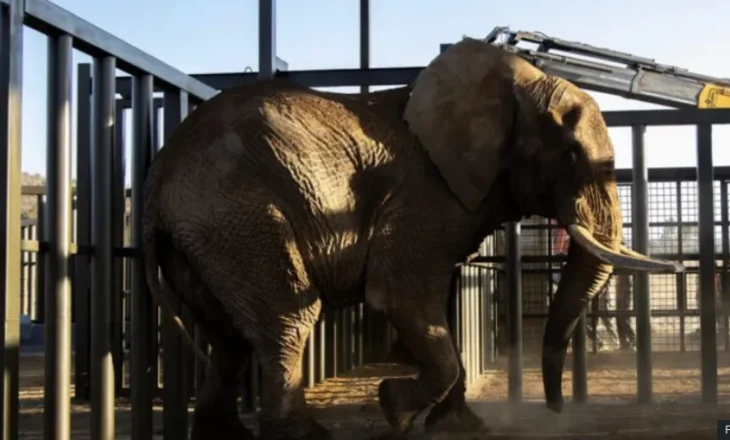 Elefanti lirohet në botën e egër pas 40 vitesh në kopshtin zoologjik të Afrikës së Jugut (fotot)