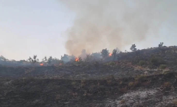 Fire in Mallakastër destroys tens of hectares of pines and olive trees, authorities seek to evacuate the residents