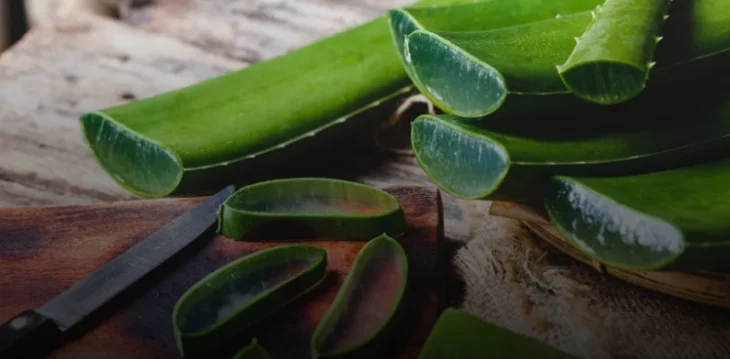 Ja përfitimet esenciale që kemi nga Aloe Vera