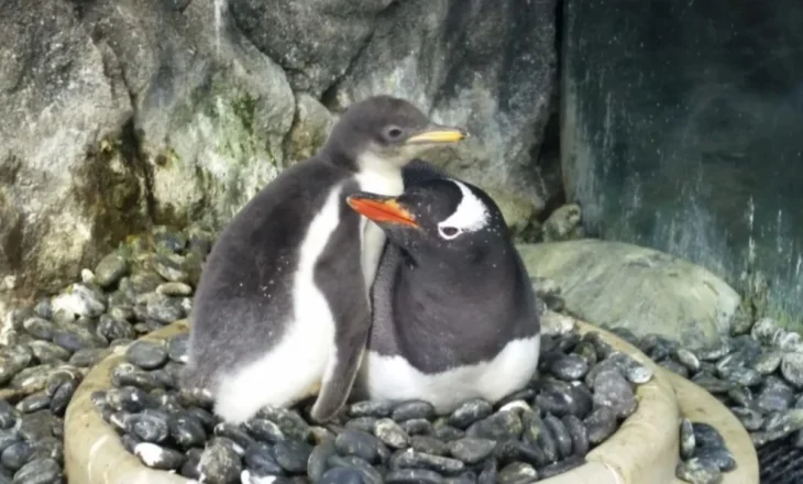 Ngordh pinguini homoseksual me famë botërore, partneri “vajton” për humbjen! Historia e tyre u bë frymëzim për libra dhe filma